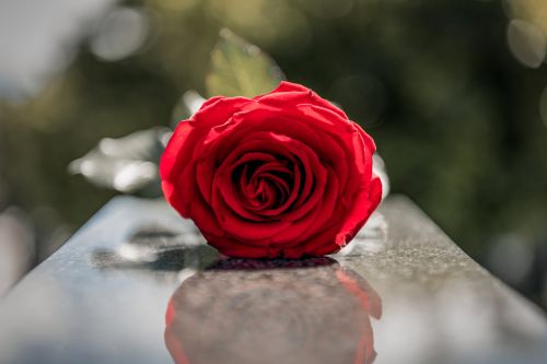 Rose on tombstone